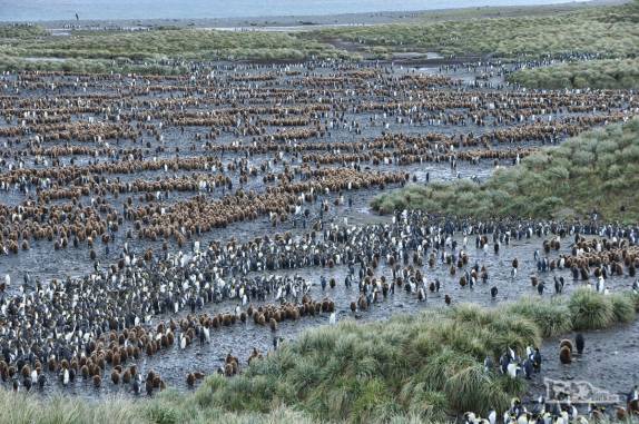 Salisbury Plain, na Geórgia do Sul, a 2a maior colônia de pinguins rei do mundo